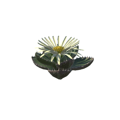 Flower_Faucaria tigrina3 4